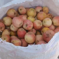 سیب درختی