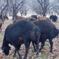 فروش انواع گوسفندمیش افشاروبره نر قربانی