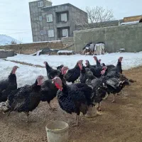 چند‌عدد بوقلمون نر|حیوانات مزرعه|سقز, |دیوار