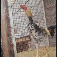 مرغ و خروس لاری درجه یک به شرط