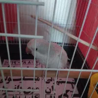 دو عدد|پرنده|ماهدشت, |دیوار