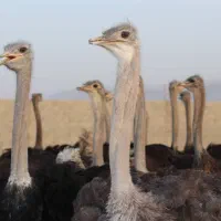 شتر مرغ|حیوانات مزرعه|شیراز, دارالرحمه|دیوار