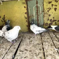 کبوتر فروشی|پرنده|بسطام, |دیوار