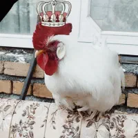 خروس تاجدار