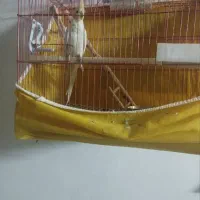 عروس هلندی دم بلند نر