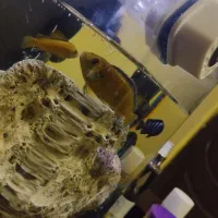 ماهی|ماهی|پاکدشت, پاکدشت (مامازند)|دیوار