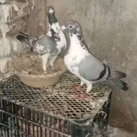 کبوتر|پرنده|گنبد کاووس, |دیوار