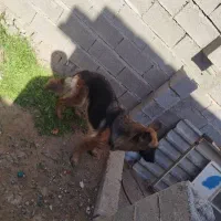 سگ ژرمن شپرد