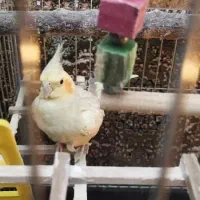 عروس هلندی|پرنده|سنندج, |دیوار