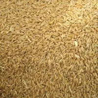 خریدار جو و گندم در محل