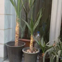 گل یوکا