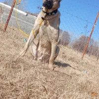 توله سرابی خالس|سگ|شاهرود (اردبیل), |دیوار