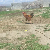 خروس|حیوانات مزرعه|بناب, |دیوار