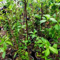 نهال های میوه گلدانی ریشه پر|گل و گیاه طبیعی|صوفیان, |دیوار