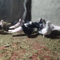 کبوتر 14عددهمه پرشی|پرنده|دشتابی, |دیوار