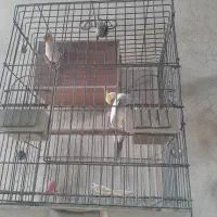 جفت عروس هلندی نر و ماده