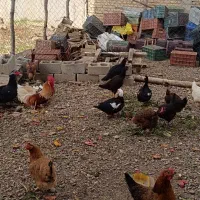 مرغ و خروس محلی|حیوانات مزرعه|ربط, |دیوار