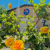 خدمات نظافتچی خانم