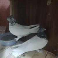 کبوتر در پرشی فقط تماس