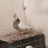 کبوتر