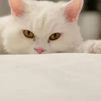 واگزاری به دلیل اقامت ارمنستان