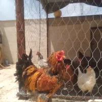 خروس غول پیکر برهما وارداتی چهل تاج
