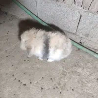 خرگوش لوپ|موش و خرگوش|سورک, |دیوار