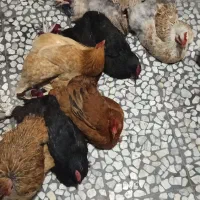 مرغ تخمگذار