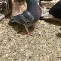 کبوتر|پرنده|باسمنج, |دیوار