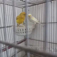 جفت قناری معاوضه با انگشتر عقیق یا فیروزه باشه