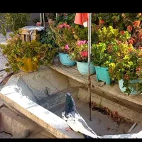کبوترسینه سیاه ۴۰سانتی وکله زردوکله سیاه|پرنده|گوگان, |دیوار