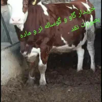 شنگل تلیسه گو ساله نر و ماده گا و بصورت نقد