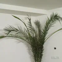 گل نخل سرسبز