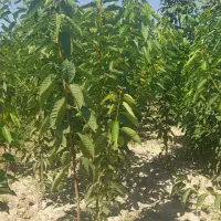 نهال گیلاس تک دانه کهریز