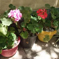 گلدان زیبا
