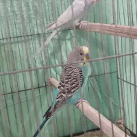 مرغ عشق مولد