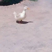 اردک تخم گذار۲تااردک۵ماهه دوتا جوجه مرغ۱
