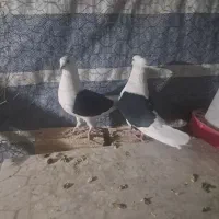 کبوتر دوکتی|پرنده|برخوار, |دیوار