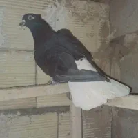 سلام ماده دم سفید مهر