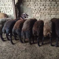 بره نر حدود ۴۵ کیلو