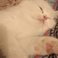 سرپرستی گربه میپذیرم