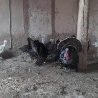 بوقلمون