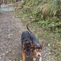 ژرمن،پیتبول