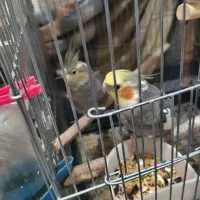 فنچ،مرغ‌عشق،عروس‌هلندی|پرنده|تهران, خاک سفید|دیوار