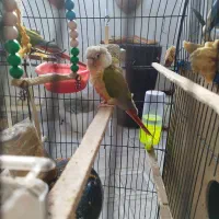 پرنده|پرنده|مشهد, اقبال|دیوار