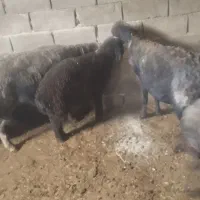 4تا میش بره سیاه سام خوشگل