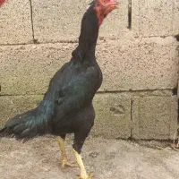 مرغ لاری مشکی وخروس لاری