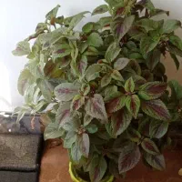 گلهای حسن یوسف|گل و گیاه طبیعی|ایوان, |دیوار