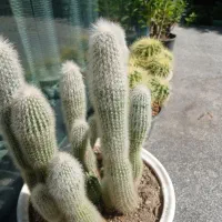 گل آپارتمانی