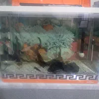 اکواریوم|ماهی|قم, نوبهار|دیوار